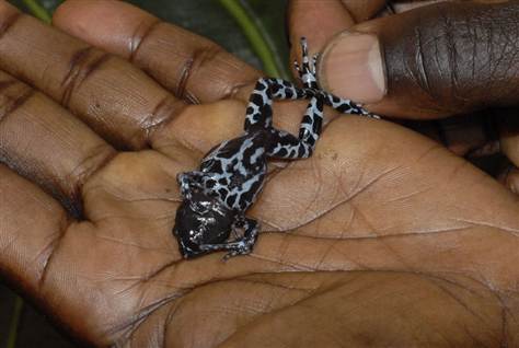 burundi frog