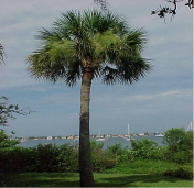 palm-tree-2