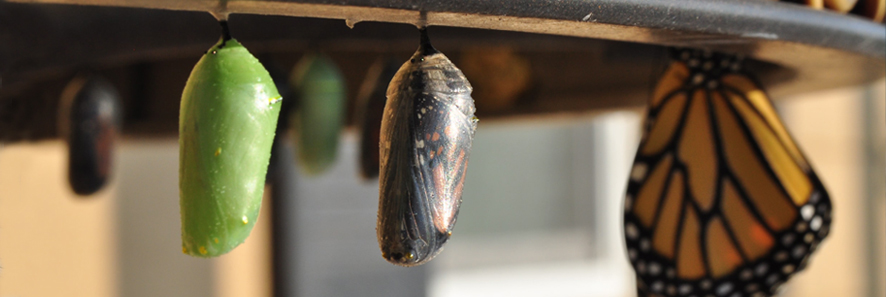 stages of a chrysalis