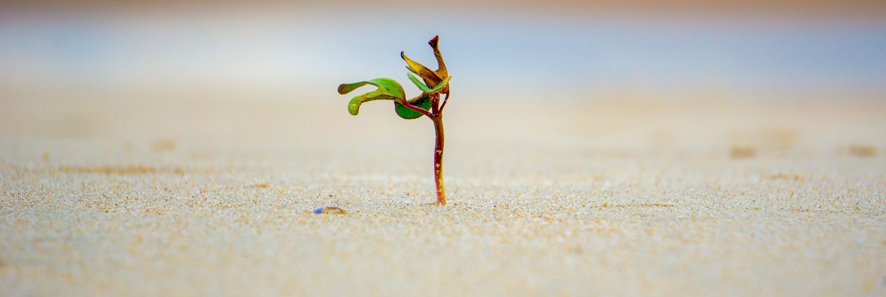 seed sprouting in the desert sand